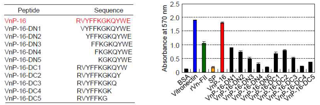 사람 비트로넥틴에서 개발한 기능성 펩타이드 RVYFFKGKQYWE (VnP-16)의 최소 기능단위 규명. VnP-16 펩타이드의 N-말단 및 C-말단으로부터 순차적으로 하나씩의 아미노산잔기가 제거된 synthetic 펩타이드의 아미노산잔기 서열 (좌측). VnP-16 펩타이드의 N-말단 및 C-말단으로부터 순차적으로 하나씩의 아미노산잔기가 제거된 합성 펩타이드가 사람 피부유래 줄기세포로부터 분화시킨 골모세포의 세포부착능을 측정한 결과 RVYFFKGKQYWE (VnP-16) 펩타이드가 가장 높은 골모세포 세포부착능을 보여 최소 기능단위 임을 규명하였음 (우측)