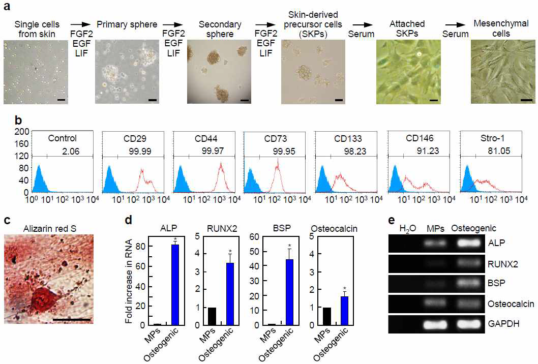 (a) Schematic illustration of the experimental design and representative images of sphere-forming skin-derived precursor cells (SKPs) following 7, 14, and 21 d of in vitro expansion. Following the initial purification, SKPs that grew as spheres in suspension were dissociated to single cells and regenerated over the course of 1 week. Serum exposure led to the rapid conversion of SKP cultures into mesenchymal precursors. Scale bars, 50 μm. FGF2, fibroblast growth factor 2; EGF, epidermal growth factor; LIF, leukemia inhibitory factor. (b) Fluorescence-activated cell sorting analysis of the surface marker profiles of SKP-derived mesenchymal precursors. (c) Representative image of a monolayer culture of SKP-derived mesenchymal precursors after differentiation for 2 weeks under osteogenic conditions. The cells were stained for mineral deposits using alizarin red S. Scale bar, 50 μm. (d,e) Quantitative (d) and semi-quantitative (e) RT-PCR analyses of the expression levels of osteogenic markers in the mesenchymal precursors (MPs) and osteogenic cells. A reaction without input nucleic acid was run in the first lane as a negative control. Data in d represent the mean ± s.d. (n = 4). *P < 0.01. ALP, alkaline phosphatase; RUNX2, Runt-related transcription factor 2; BSP, bone sialoprotein; GAPDH, glyceraldehyde 3-phosphate dehydrogenase