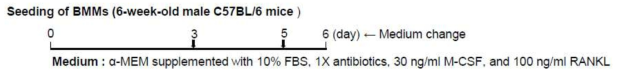 M-CSF and RANKL-induced osteoclast differentiation system