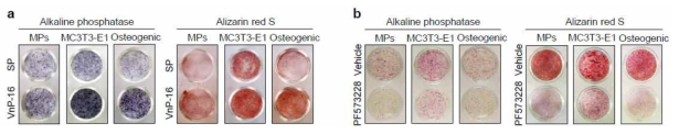 VnP-16 promotes osteogenic differentiation through β1 integrin/FAK signaling. (a) The effects of VnP-16 on alkaline phosphatase activity and calcium deposition in SKP-derived mesenchymal precursors (MPs), mouse calvarial osteoblast precursors (MC3T3-E1), and human osteogenic cells (Osteogenic). The cells were cultured in osteogenic differentiation medium containing VnP-16 or SP (50 μg/0.5 ml) for 2 weeks. (b) The effects of PF-573228 on alkaline phosphatase activity and calcium deposition in SKP-derived mesenchymal precursors, MC3T3-E1, and human osteogenic cells. The cells were cultured on VnP-16-treated (9.1 μg/cm2) plates in osteogenic differentiation medium with or without 1 μM PF-573228 for 2 weeks