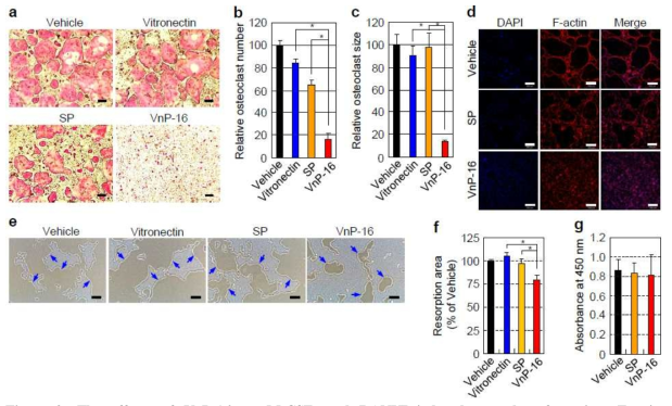 The effects of VnP-16 on M-CSF- and RANKL-induced osteoclast formation, F-actinmediated cytoskeletal organi-zation, and resorptive activity. (a–f) BMMs were cultured for 6 d on plates that were precoated with vehicle (DMSO), vitronectin (0.23 μg/cm2),SP (9.1 μg/cm2),orVnP-16 (9.1 μg/cm2), in the presence of 30ng/ml M-CSF and 100 ng/ml RANKL. (a,d) The induced cells were stained for TRAP (a) and immunostained with DAPI (blue) and rhodamine-phalloidin (F-actin, red) (d). Scale bars, 200 μm. (b) TRAP-positive multinucleated cells containing three or more nuclei were counted as osteoclasts. (c) The sizes of the osteoclasts were obtained by measuring the diameters of multinucleated TRAP-positive cells on 40× photomicrographs. (e,f) The effects of VnP-16 on the bone resorbing activity of osteoclasts. BMMs were cultured for 6 d on Osteo Assay Surface plates that were coated with vehicle (DMSO), vitronectin (0.23 μg/cm2), or synthetic peptide (9.1μg/cm2), in the presence of 30ng/ml M-CSF and 100 ng/ml RANKL. The cells were removed and the resorbed pits were photographed (e). The blue arrows indicate the resorption pits formed by osteoclasts. Scale bars, 200 μm. Bone resorption was assessed by pit area measurements (f). (g) The effect of the concentration of VnP-16 (9.1 μg/cm2)thatblockedosteoclastformation on the proliferation and viability of BMMs. Data in b, c, f, and g represent the mean ± s.d. (n = 4). *P < 0.01