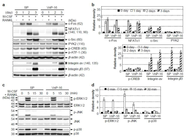 The effects of VnP-16 on M-CSF- and RANKL-induced expression levels of osteoclastogenesis- related genes. (a and b) Immunoblotting (a) and densitometric analyses (b) of the osteoclastogenesis-related proteins in BMMs that were cultured for 1–3 days on plates precoated with SP or VnP-16 (9.1 μg/cm2), in the presence of 30 ng/ml M-CSF and 100 ng/ml RANKL. CREB, cAMP-response element-binding protein; ATF-1, activating transcription factor 1. (c and d) Immunoblotting (c) and densitometric analyses (d) of MAPKs in BMMs that were cultured for 3 days on plates precoated with SP or VnP-16 (9.1 μg/cm2), in the presence of 30 ng/ml M-CSF and 100 ng/ml RANKL, serum-starved for 3 h, and stimulated with M-CSF (30 ng/ml) and RANKL (100ng/ml) for the indicated times. ERK, extracellular signal-regulated kinase. Data in b and d (n = 3) represent the mean ± SD