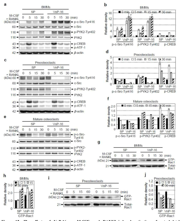 The effects of VnP-16 on M-CSF- and RANKL-induced activation of cytoskeletal organizers during osteoclastogenesis. (a–f) Immunoblotting (a, c, and e) and densitometric analyses (b, d, and f) of c-Src, PYK2, and CREB in BMMs (a and b), preosteoclasts (c and d), and mature osteoclasts (e and f). The cells were cultured for 1 day (a and e) or 3 days (c) on plates that were precoated with SP or VnP-16 (9.1 μg/cm2), in the presence of 30 ng/ml M-CSF and 100 ng/ml RANKL, serum-starved for 3 h, and then stimulated with M-CSF (30ng/ml) and RANKL (100ng/ml) for the indicated times. (g–j) Immunoblotting (g and i) and densitometric analyses (h and j) of active (GTP-Rac1) and total Rac1 levels in BMMs (g and h) and preosteoclasts (i and j). The assay conditions were the same as those described for a and c. The cells were lysed and incubated with PAK1 PBD Agarose beads for 1 h at 4 °C. Active Rac1 proteins were detected by immunoblotting using an anti-Rac1 antibody. Data in b, d, f, h, and j represent the mean ± SD (n = 3)