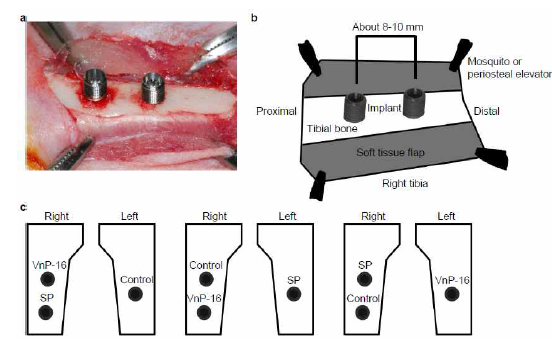 Animal surgeries were performed to install the investigated implants. (a) R e p r e s e n t a t i v e photograph after implant placement in a rabbit tibia. Two implants were inserted in the right rabbit tibia. (b) A schematic diagram explains the positions of the inserted implants. The inter-implant distance was about 8-10 mm from center to center. (c) Schematic diagrams show the arrangement of the investigated implant groups. Control is the pure Ti implant. SP means the SP-treated implant, and VnP-16 denotes the VnP-16-treated implant