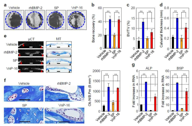 The effects of VnP-16 on bone regeneration in vivo. (a) μCT images of the bone defects in each group. Critical-sized rat calvarial defects were implanted with absorbable collagen sponges treated with vehicle (DMSO), rhBMP-2 (2 μg/scaffold), SP (1 mg/scaffold), or VnP-16 (1 mg/scaffold). (b–d) Quantitative bone morphometric analyses of the bone recovery rate (b), BV/TV (c), and calvarial thickness (d) in the region of the defects. (e) μCT images of the bone defects and Masson’s trichrome staining (MT) of rat calvarial sections 2 weeks after transplantation. The triangles indicate the wound edges. For histomorphometric analysis, the specimens were decalcified with 12% EDTA for 4 weeks and embedded in paraffin. The paraffin-embedded samples were sectioned at a thickness of 4 μm and then stained with Masson’s trichrome. Bars, 1 mm. (f) The number of osteoblasts per bone perimeter from rat calvarial sections 2 weeks after transplantation. Ob.N, osteoblast number; B.Pm, bone perimeter. (Scale bars, 50 μm.) (g) qPCR analysis of the expression levels of osteogenic markers in each group. ALP, alkaline phosphatase; BSP, bone sialoprotein. Data in b–d, f, and g represent the mean ± SD (n = 5 per group). **P < 0.01