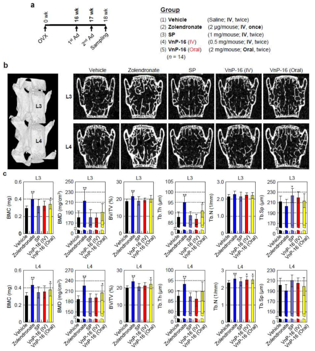 VnP-16 reverses estrogen deficiency-induced bone loss in lumbar spine trabecular bone. (a) Peptide dosing schedule and experimental groups (b) μCT reconstruction of lumbar spine trabecular bone. The images represent lumbar spine trabecular bones of vehicle-, zolendronate-, or peptide-treated OVX mice. (c) Morphometric analysis of the bone mineral content(BMC), bone mineral density(BMD), BV/TV, trabecular thickness, number trabecular number, and trabecular space in OVX mice at 1 week after administration of vehicle, zolendronate, SP, or VnP-16. Data in c represent the mean ± SD (n = 14 per group). OVX, ovariectomy; 1st Ad, first administration; 2nd Ad, second administration. *P < 0.05, **P < 0.01