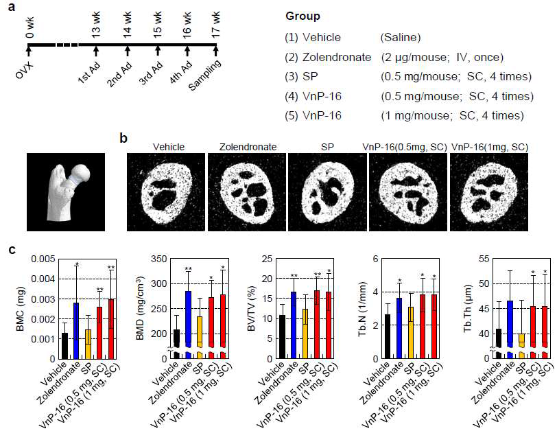 VnP-16 reverses estrogen deficiency-induced bone loss in femoral neck trabecular bone. (a) Peptide dosing schedule and experimental groups (b) μCT reconstruction of femoral neck trabecular bone. The images represent femoral neck trabecular bones of vehicle-, zolendronate-, or peptide-treated OVX mice. (c) Morphometric analysis of the bone mineral content(BMC), bone mineral density(BMD), BV/TV, trabecular number, and trabecular thickness in OVX mice after administration of vehicle, zolendronate, SP, or VnP-16. Data in c represent the mean ± SD (n = 10 per group). OVX, ovariectomy. 1st Ad, 2nd Ad, 3rd, and 4th, first, second, third, and fourth administrations. *P < 0.05 or **P < 0.01 compared to scrambled peptide (SP)