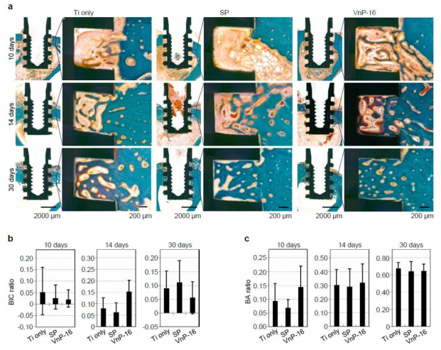 Images and bone-to-implant contact (BIC) and bone area (BA) ratios of the titanum implants 10, 14, and 30 days after insertion. (a) Representative light microscopy photomicrographs of the vehicle-, scrambled peptide (SP)- and VnP-16-coated implants in the rabbit tibia 10, 14, and 30 days after insertion (n = 4 implants per group per time point). The sections were subjected to modified Goldner’s Masson Trichrome staining. (b and c) BIC and BA ratios 10, 14, and 30 days after implantation of vehicle-, scrambled peptide (SP)- and VnP-16-coated implants (n = 4 implants per group per time point). Error bars indicate standard deviation