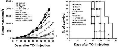암항원 연결형 PD-L1 항체를 이용한 암치료능 검증실험