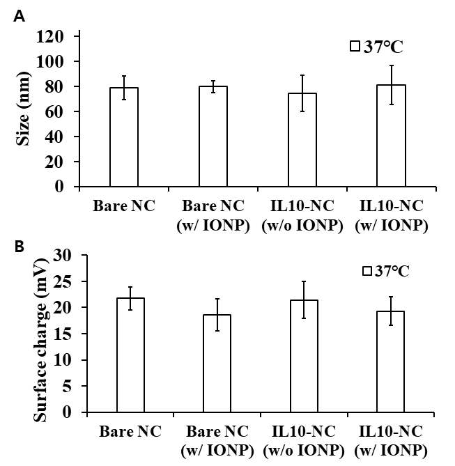 cRGD가 도입된 나노입자에 iron oxide nanoparticle (IONP) 혹은 IL-10이 도입된 전후의 입자 특성 분석 결과 ((A) 입자 크기, (B) 입자 표면전하)