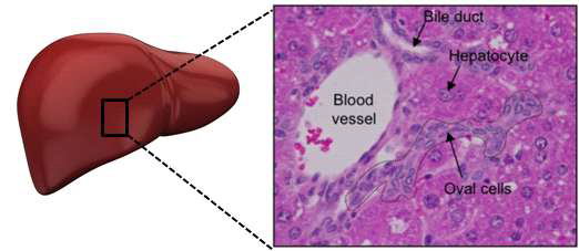 간내 줄기세포 (liver stem/progenitor cells 또는 hepatic oval cell)