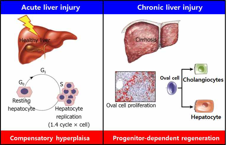 간손상에 따른 간세포 및 간내 줄기세포의 증식