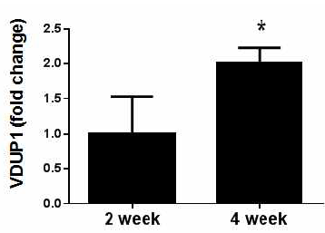 VDUP1의 발현 변화