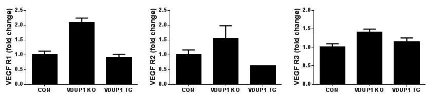 BMOL cell line에서 VEGF receptor의 발현