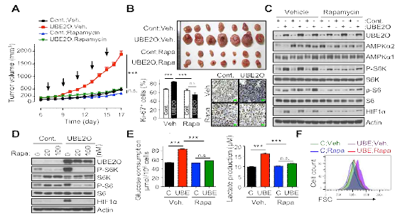 UBE2-AMPK-mTOR-HIF1 조절을 통한 항암 효과