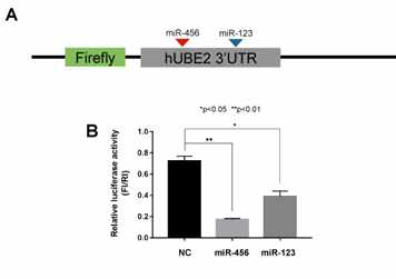 선별된 UBE2 타겟팅 miRNA의 검증