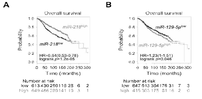 miR-218와 miR-129의 발현양에 따른 전이성 유방암 환자의 생존률