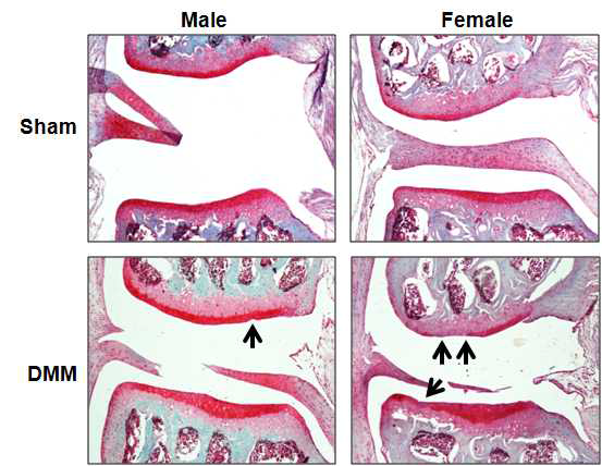 암수 마우스의 sham군과 DMM군의 DMM 수술 12 주후 연골조직의 safranin O 염색