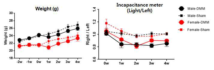 암수 마우스의 DMM 수술 후 incapacitance test에 의한 통증 확인, 3차 실험
