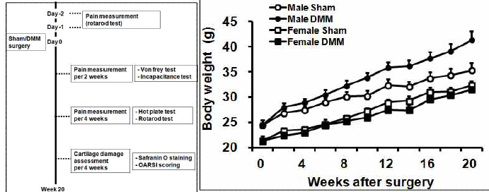 DMM수술 후 통증 평가 일정 및 체중 평가
