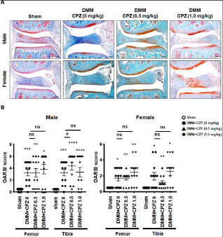 DMM 마우스에 CPZ 투여후 연골 손상 평가