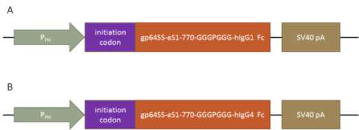 Scheme of MERS-CoV eS1-770 Vector. A; pFB-eS1-770-Fc1, B; pFB-eS1-770-Fc4