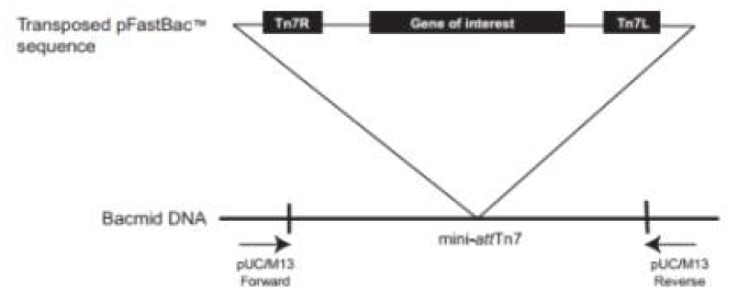 Scheme of Bacmid DNA analysis by PCR