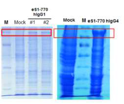 Expression of eS1-770-Fc recombinant protein