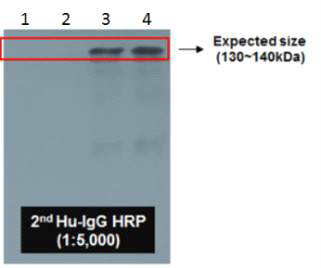 Western Blotting of eS1-770-Fc recombinant protein 1; Protein Marker, 2; Mock, 3; eS1-770-Fc1, 4; eS1-770-Fc4