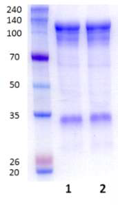 Concentrated eS1-770-Fc. 1; eS1-770-Fc1 (554 ug/mL), 2; eS1-770-Fc5 (549 ug/mL)