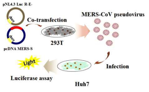 Scheme of production MERS-CoV pseudovirus