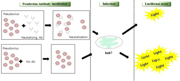 The analysis of neutralizing antibodies using Pseudotyped MERS-CoV