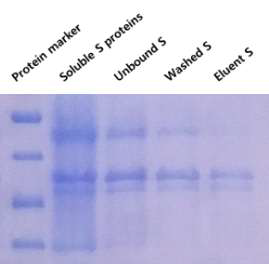 Purification of MERS-CoV Spike 491-612aa