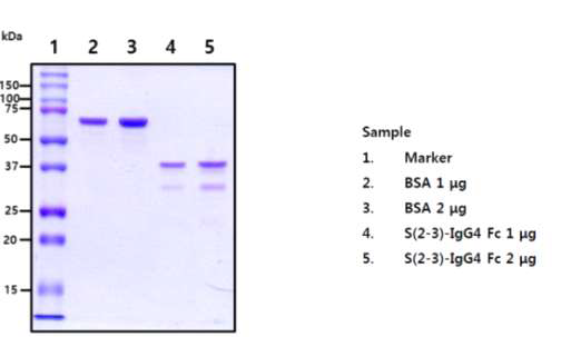 Check purity and concentration of the protein