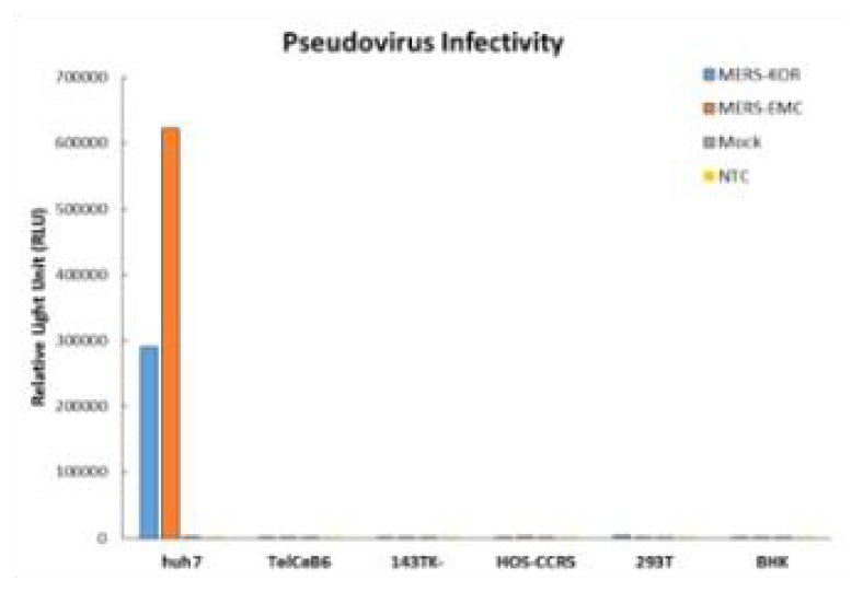 각각의 cell line에 따른 infectivity 측정