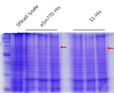 Ac eS770-His 및 S1-His Bacmid transfection 후 cell lysate에서 Comassie blue stain을 이용하여 항원 발현 확인