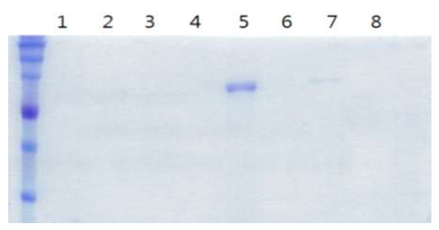 Ammonium Sulfate 침전법을 이용한 eS770-His 정제. 1; Dialysis, 2; Unbound, 3; Wash, 5; Elution1, 6; Elution 2, 7;Elution 3, 8; Elution 4