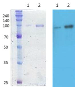 정제 후 농축. Comassie blue stain 및 Western Blot. 1; 0.3 ug, 2; 1.2 ug