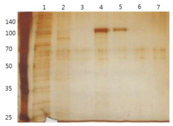 eS770-His 항원이 발현된 High Five cell Media에 20mM Sodium Phosphate, 300mM NaCl buffer + 1mM Cobalt Chloride를 첨가하여 Direct Purification. 1;unboud, 2; Wash, 3; Elution 1, 4; Elution 2, 5; Elution 3, 6; Elution 4, 7; Elution 5