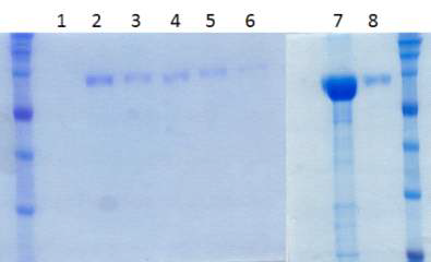 20 mM Sodium Phosphate, 300mM NaCl buffer + 1mM Cobalt Chloride Buffer를 이용하여 S1-His 정제 및 농축. 1; Elution 1, 2; Elution 2, 3; Elution 3, 4; Elution 4, 5; Elution 5, 6; Elution 6, 7; 1차 농축(766 ug/ml, 1.5 ml), 7; 2차 농축(78 ug/ml, 1 ml)