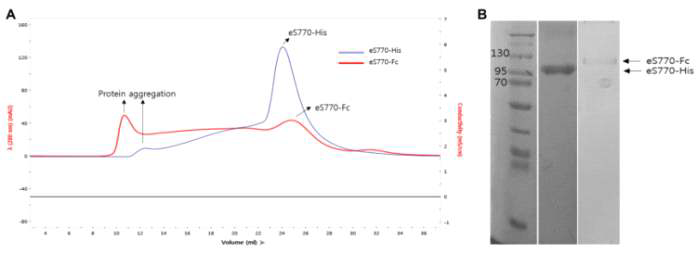 Purification of the two recombinant proteins (eS770-His, eS770-Fc) from insect cell expression systems. (A) Chromatogram showing the elution profile of the two recombinant proteins from a Superose 6 gel filtration column. (B) The fractions (20 μl) corresponding to the peaks were mixed with 5 μl of 5X sample buffer and loaded onto a 10% SDS gel. eS770-His and eS770-Fc bands observed on the gel correspond to the expected sizes (1: eS770-His, 2: eS770-Fc)