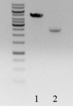 pFastBac1™ vector와 ES770-TEV-His PCR product를 EcoRI restriction. endonuclease. enzyme을 처리 후 Argarose gel을 이용하여 확인. 1; pFastBac1™ 4760 bp, 2; ES770-TEV-His 2416 bp