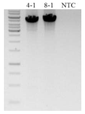 rBV P2 virus viral DNA를 분리하여 M13-primer PCR 및 qPCR을 이용하여 rBV P2 바이러스의 titer 측정. 4-1; 1.63x106 FFU/ml, 8-1; 4.47x106 FFU/ml