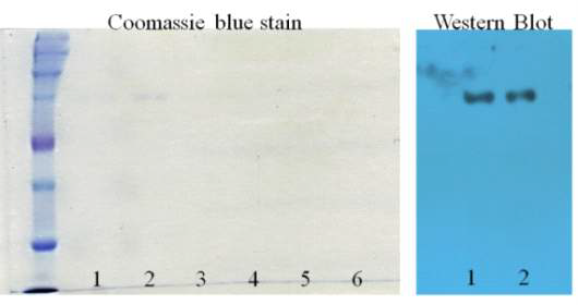 ES770-TEV-HIs Purification. 1; Elution 1, 2; Elution 2, 3; Elution 3, 4; Elution 4, 5, Elution 5, 6; Elution 6