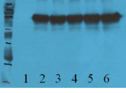 Seed 바이러스 감염량에 따른 (MOI별) 발현량 비교. 1; non-infection, 2; 0.1 MOI, 3; 0.5 MOI, 4; 1.0 MOI, 5; 3.0 MOI, 6; 5.0 MOI