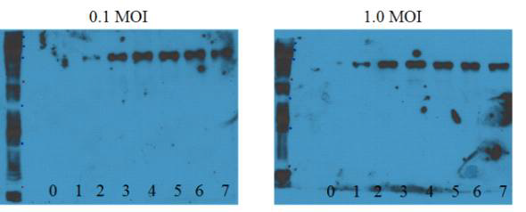 시간에 따른 발현량 비교. 0.1 MOI와 1.0 MOI로 감염 후 시간에 따른 발현량을 비교함. 0일부터 7일까지 24시간 간격으로 sampling을 하여 western blot을 이용하여 비교함