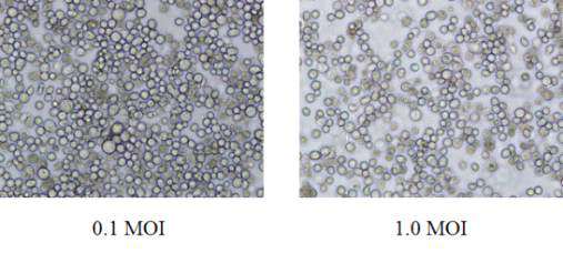 0.1 MOI와 1.0 MOI 감염 5일 후, Sf9 cell 형태를 광학현미경으로 관찰 (X20)
