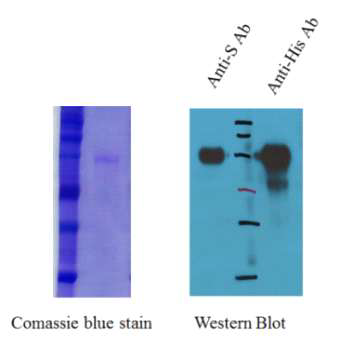 정제된 단백질 1 ug을 SDS-PAGE 및 Western Blot을 이용하여 확인
