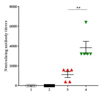 ESm770-His 2회 접종 후 중화항체가 측정.1; Non-treat 그룹, 2; 항원 접종없이 MERS-CoV 공격접종 그룹, 3; ESm770 1 ug만 어쥬번트 없이 2회 접종 그룹, 4; ESm770 1 ug과 Alum 어쥬번트 혼합하여 2회 접종 그룹. **p<0.001 (t-test)