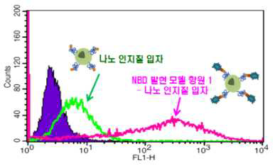 모델 항원 탑재 나노 입자의 세포내 수송능: 형광유세포분석 기법